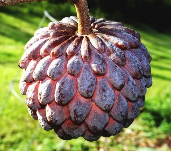 Sugar_Apple_Fruit_Plant
