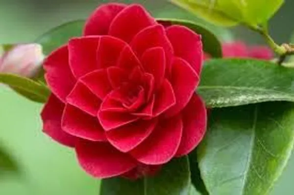 Camellia_Flowering_Plant