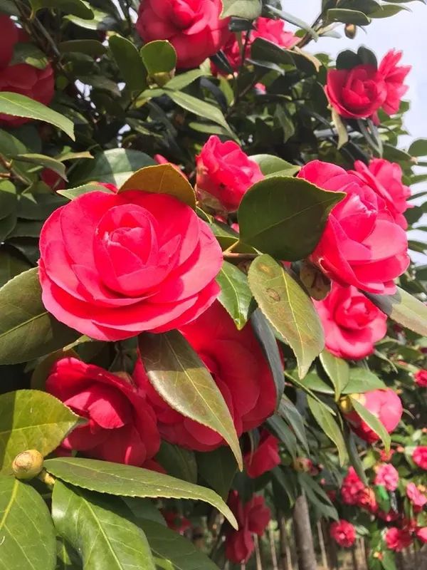 Camellia_Flowering_Plant