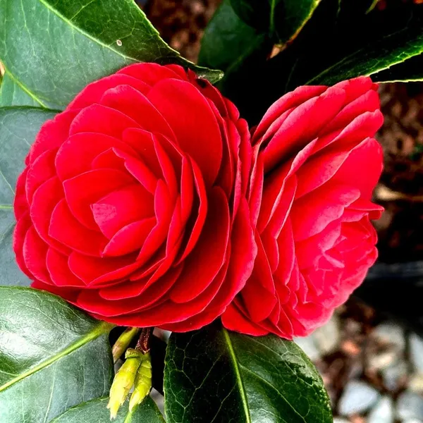 Camellia_Flowering_Plant