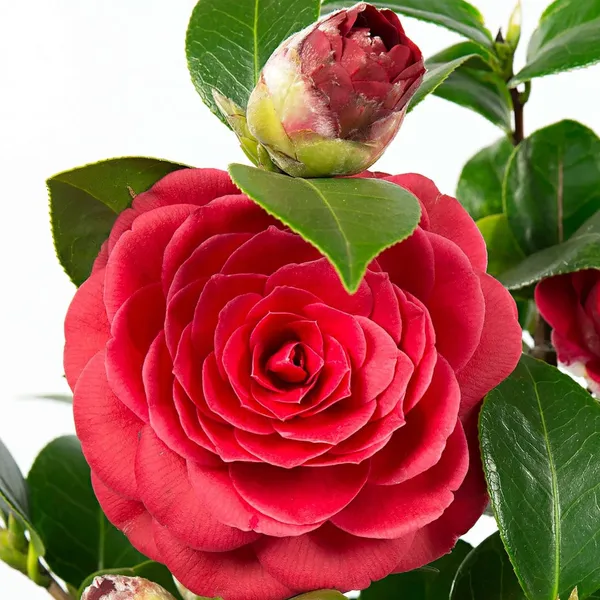 Camellia_Flowering_Plant
