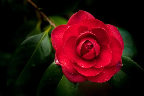 Camellia_Flowering_Plant