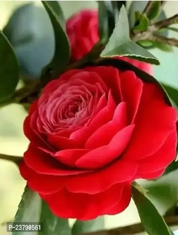 Camellia_Flowering_Plant