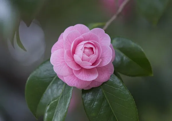 Camellia_Flowering_Plant