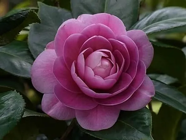 Camellia_Flowering_Plant