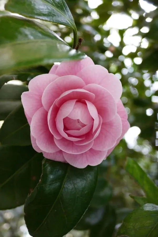 Camellia_Flowering_Plant