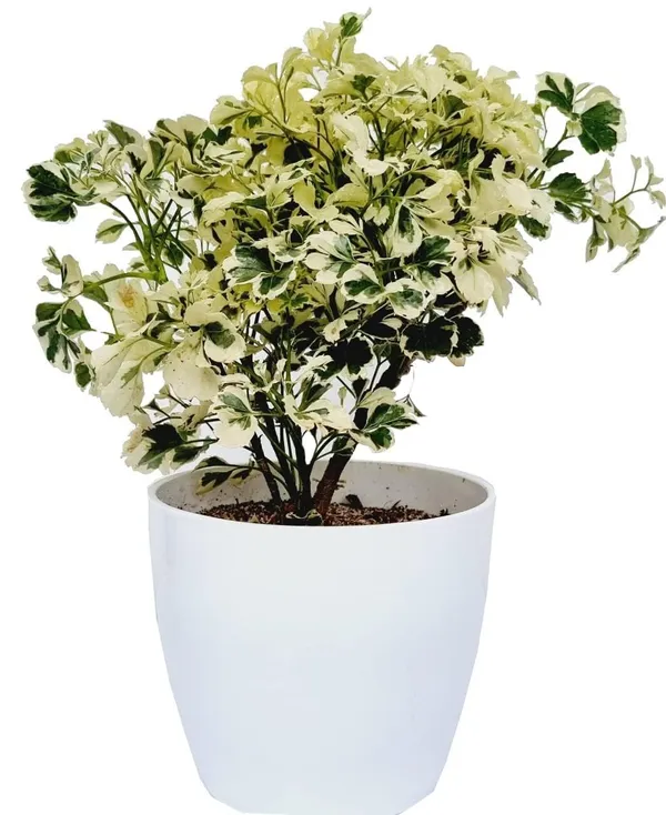 Variegated_Aralia_Plant