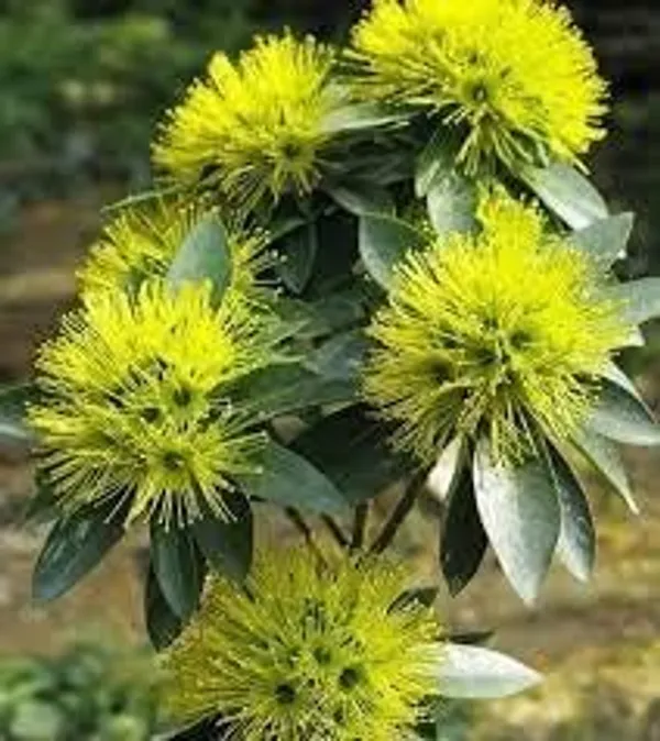 Xanthostemon_Plant