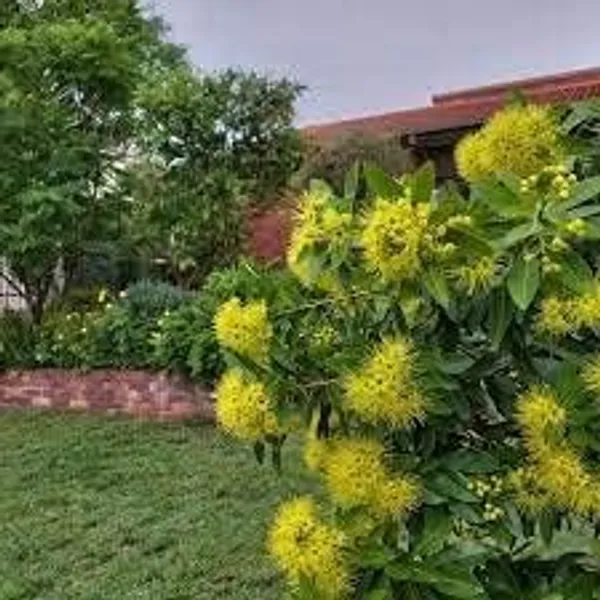 Xanthostemon_Plant