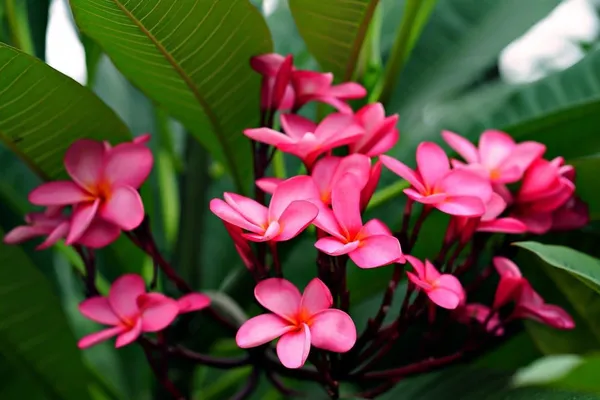 Plumeria_Plant