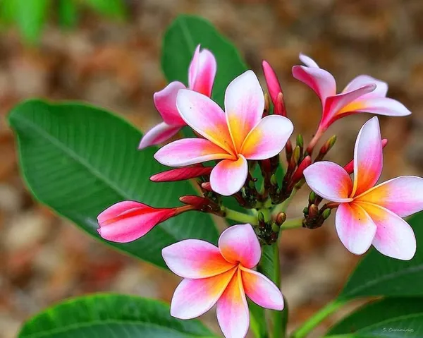 Plumeria_Plant