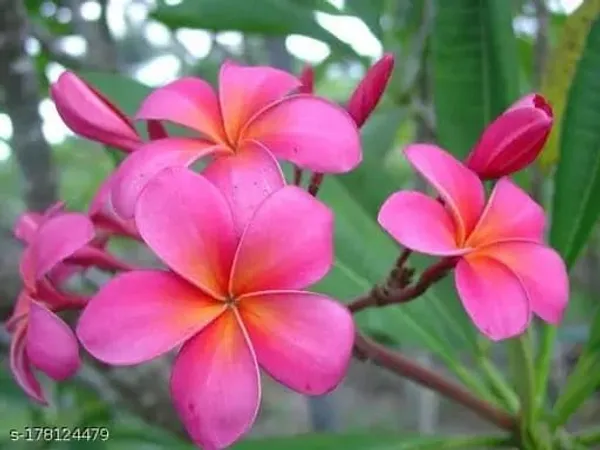Plumeria_Plant