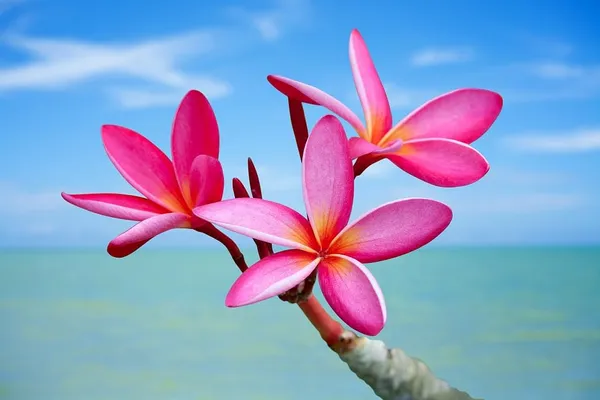 Plumeria_Plant