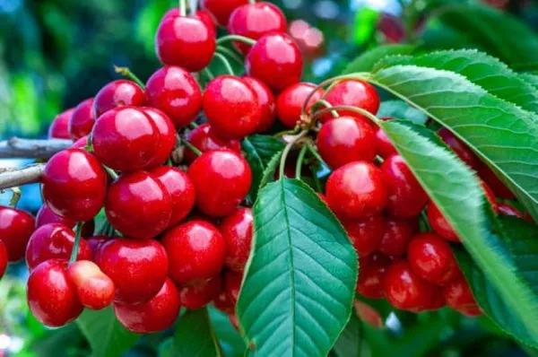 Cherry_Fruit_Plant