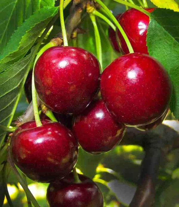 Cherry_Fruit_Plant