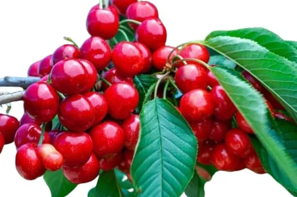 Cherry_Fruit_Plant
