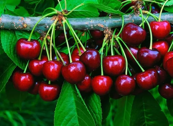 Cherry_Fruit_Plant