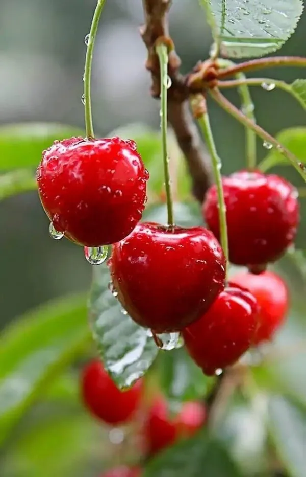 Cherry_Fruit_Plant