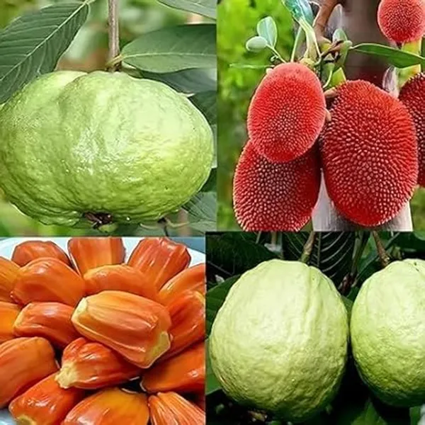 Jackfruit_Grafted_Fruit_Plant