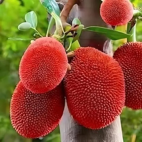 Jackfruit_Grafted_Fruit_Plant