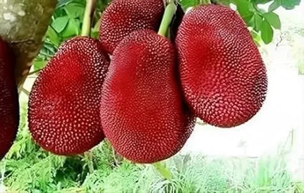 Jackfruit_Grafted_Fruit_Plant