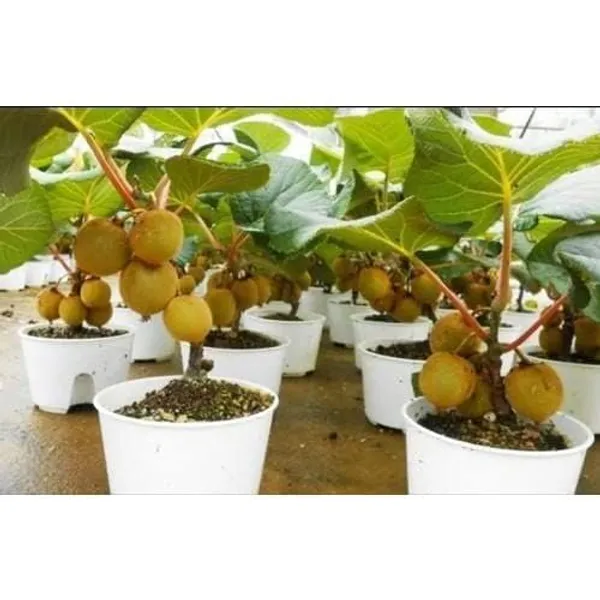 Kiwi_Fruit_Plant