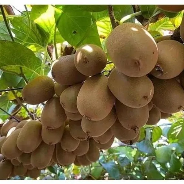 Kiwi_Fruit_Plant