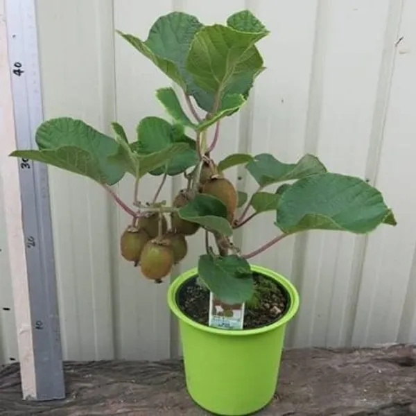 Kiwi_Fruit_Plant