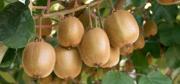 Kiwi_Fruit_Plant