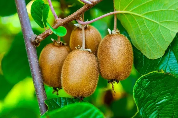 Kiwi_Fruit_Plant