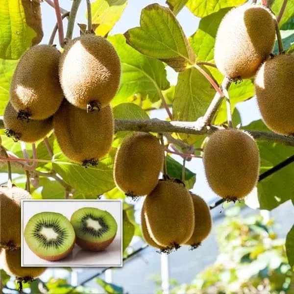 Kiwi_Fruit_Plant
