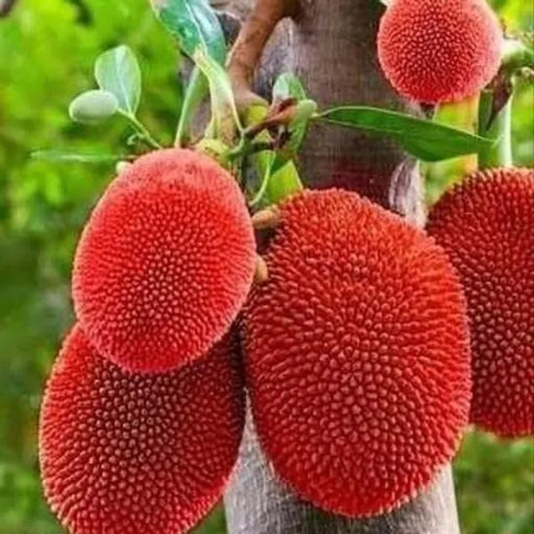 Thai_Jackfruit_Plant