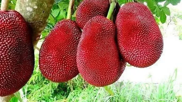 Thai_Jackfruit_Plant