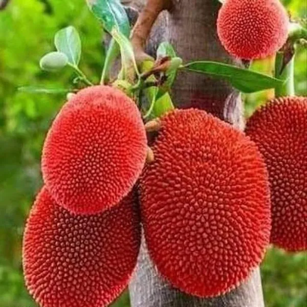 Thai_Jackfruit_Plant