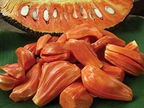 Thai_Jackfruit_Plant