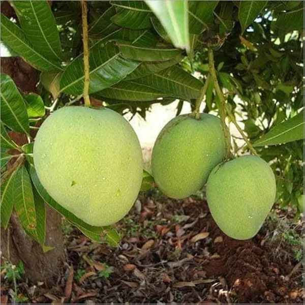 Mango_Grafted_Fruit_Plant