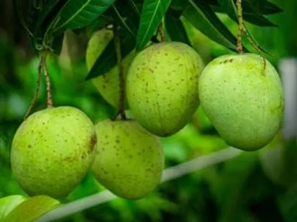 Mango_Grafted_Fruit_Plant