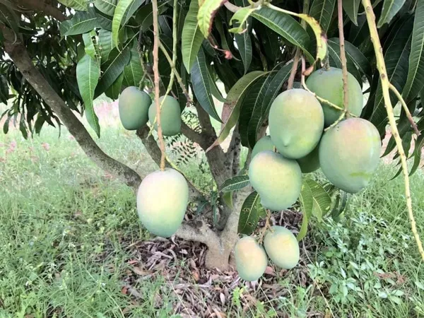 Mango_Grafted_Fruit_Plant