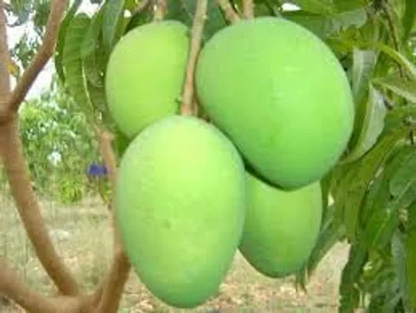 Mango_Grafted_Fruit_Plant