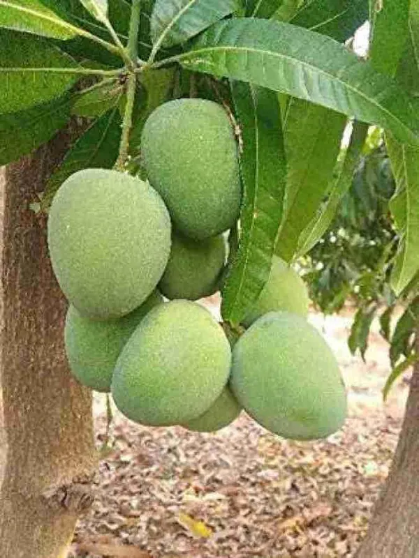 Mango_Grafted_Fruit_Plant