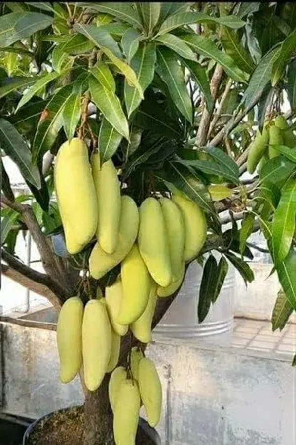 Mango_Grafted_Fruit_Plant