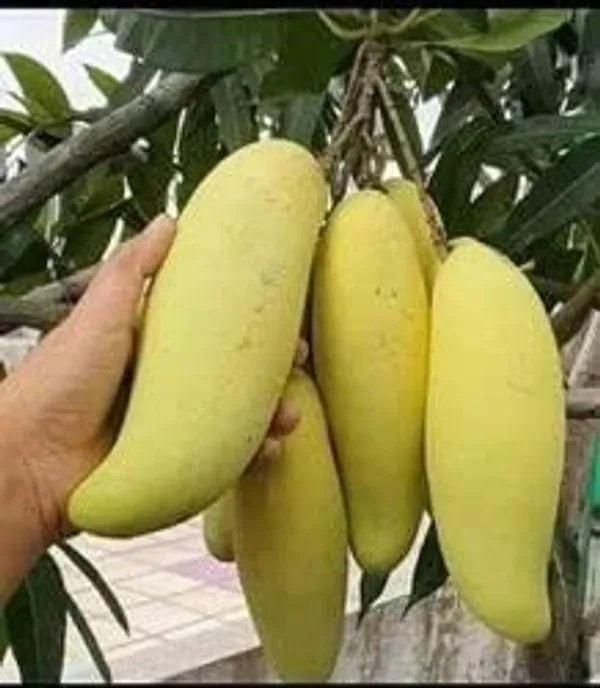 Mango_Grafted_Fruit_Plant