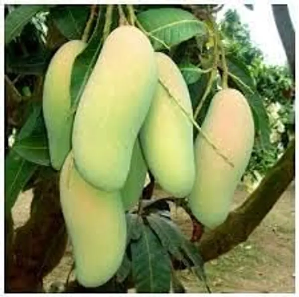 Mango_Grafted_Fruit_Plant
