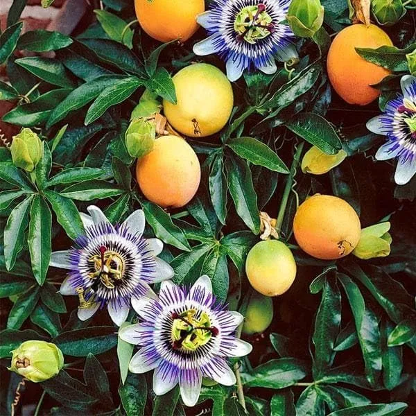 Passion_Fruit_Plant