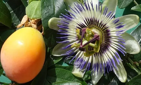 Passion_Fruit_Plant