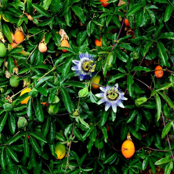 Passion_Fruit_Plant