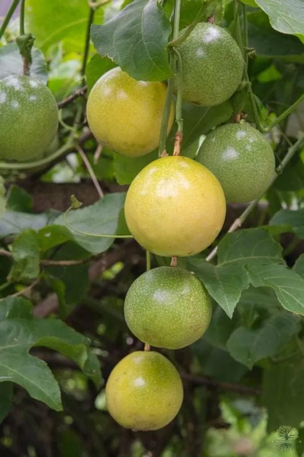 Passion_Fruit_Plant