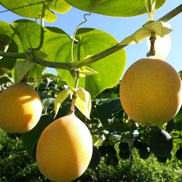 Passion_Fruit_Plant