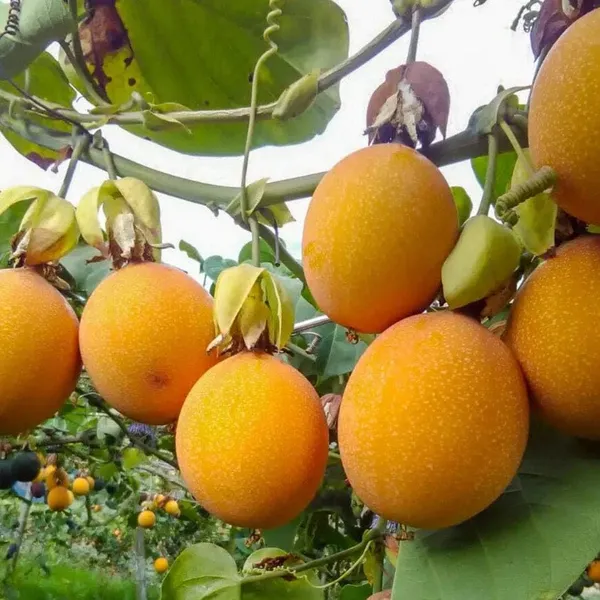 Passion_Fruit_Plant