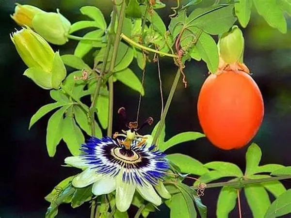 Passion_Fruit_Plant